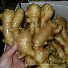 Good Quality Chinese Fresh Ginger